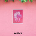 Pink wall with a pink daisy aluminum poster